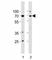 Tumor Protein P73 antibody, F51407-0.4ML, NSJ Bioreagents, Immunohistochemistry frozen image 