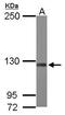 ATP Citrate Lyase antibody, GTX112379, GeneTex, Western Blot image 