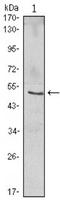 NFKB Inhibitor Beta antibody, NBP1-51637, Novus Biologicals, Western Blot image 