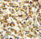 Cystathionine-Beta-Synthase antibody, LS-C312700, Lifespan Biosciences, Immunohistochemistry frozen image 