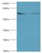 Tectonic Family Member 2 antibody, LS-C379008, Lifespan Biosciences, Western Blot image 