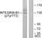 Integrin Subunit Beta 3 antibody, LS-C117385, Lifespan Biosciences, Western Blot image 