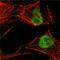 MutS Homolog 2 antibody, ab52266, Abcam, Immunofluorescence image 