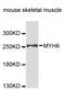 Myosin Heavy Chain 6 antibody, STJ111732, St John