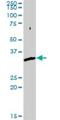 Sorting Nexin 11 antibody, H00029916-D01P, Novus Biologicals, Western Blot image 