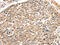 Lon Peptidase 1, Mitochondrial antibody, CSB-PA897125, Cusabio, Immunohistochemistry frozen image 