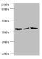 Purinergic Receptor P2Y14 antibody, LS-C377594, Lifespan Biosciences, Western Blot image 