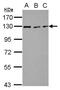 RAD21 Cohesin Complex Component antibody, PA5-28344, Invitrogen Antibodies, Western Blot image 