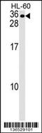 Membrane Spanning 4-Domains A7 antibody, 58-825, ProSci, Western Blot image 