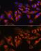 Ataxin 10 antibody, GTX64818, GeneTex, Immunocytochemistry image 