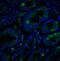Endoplasmic Reticulum To Nucleus Signaling 1 antibody, 3655, ProSci Inc, Immunofluorescence image 