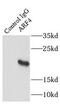 ADP Ribosylation Factor 4 antibody, FNab00532, FineTest, Immunoprecipitation image 