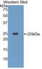 Triggering Receptor Expressed On Myeloid Cells 1 antibody, LS-C296805, Lifespan Biosciences, Western Blot image 