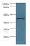 Radical S-Adenosyl Methionine Domain Containing 2 antibody, LS-C378833, Lifespan Biosciences, Western Blot image 