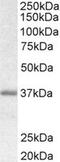 Biglycan antibody, MBS420266, MyBioSource, Western Blot image 