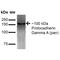 Protocadherin Gamma Subfamily A, 1 antibody, MA5-27649, Invitrogen Antibodies, Western Blot image 