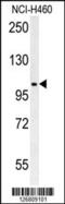 Metal transporter CNNM4 antibody, 61-921, ProSci, Western Blot image 