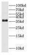 O-Sialoglycoprotein Endopeptidase antibody, FNab06025, FineTest, Western Blot image 