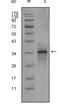 Growth/differentiation factor 8 antibody, abx011904, Abbexa, Enzyme Linked Immunosorbent Assay image 