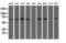 Butyrophilin Subfamily 1 Member A1 antibody, M11266, Boster Biological Technology, Western Blot image 