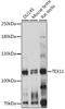 Testis Expressed 11 antibody, A09274, Boster Biological Technology, Western Blot image 