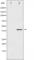 Histone Deacetylase 8 antibody, abx010903, Abbexa, Western Blot image 