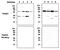 MYCN Proto-Oncogene, BHLH Transcription Factor antibody, MA5-17258, Invitrogen Antibodies, Western Blot image 