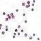 Sirtuin 4 antibody, orb75430, Biorbyt, Immunohistochemistry paraffin image 