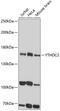 YTH Domain Containing 2 antibody, 15-826, ProSci, Western Blot image 