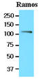 Tyrosine 3-Monooxygenase/Tryptophan 5-Monooxygenase Activation Protein Theta antibody, LS-B2967, Lifespan Biosciences, Western Blot image 