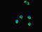 SET And MYND Domain Containing 2 antibody, LS-C679571, Lifespan Biosciences, Immunofluorescence image 