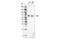 SRY-Box 9 antibody, 33636S, Cell Signaling Technology, Western Blot image 