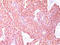 Vasostatin antibody, AM32789PU-T, Origene, Immunohistochemistry frozen image 