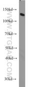 Damage Specific DNA Binding Protein 1 antibody, 66010-1-Ig, Proteintech Group, Western Blot image 