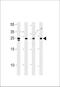 Translin antibody, LS-C160257, Lifespan Biosciences, Western Blot image 