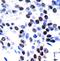 Jun Proto-Oncogene, AP-1 Transcription Factor Subunit antibody, orb14437, Biorbyt, Immunohistochemistry paraffin image 