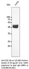 CD2 Molecule antibody, AB240241-100, SICGEN, Western Blot image 