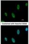 MLLT3 Super Elongation Complex Subunit antibody, PA5-27797, Invitrogen Antibodies, Immunofluorescence image 