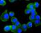 RUNX Family Transcription Factor 1 antibody, A00086-1, Boster Biological Technology, Immunocytochemistry image 