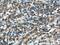 Caspase 9 antibody, 66169-1-Ig, Proteintech Group, Immunohistochemistry paraffin image 