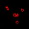 Adenylosuccinate Lyase antibody, orb341022, Biorbyt, Immunofluorescence image 