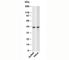 Beta-Actin antibody, N1037-100UG, NSJ Bioreagents, Western Blot image 