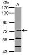 NFKB Inhibitor Zeta antibody, PA5-30797, Invitrogen Antibodies, Western Blot image 
