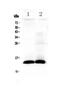 Trefoil Factor 2 antibody, PA5-80112, Invitrogen Antibodies, Western Blot image 