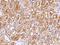 Nudix Hydrolase 5 antibody, 107225-T10, Sino Biological, Immunohistochemistry paraffin image 