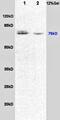 Dishevelled Segment Polarity Protein 1 antibody, GTX37714, GeneTex, Western Blot image 