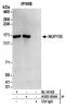 Nucleoporin 155 antibody, A303-934A, Bethyl Labs, Immunoprecipitation image 