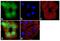 Aggrecan antibody, MA3-16888, Invitrogen Antibodies, Immunofluorescence image 