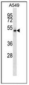 NudC Domain Containing 1 antibody, AP52957PU-N, Origene, Western Blot image 