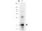 Interleukin 33 antibody, B00113, Boster Biological Technology, Western Blot image 